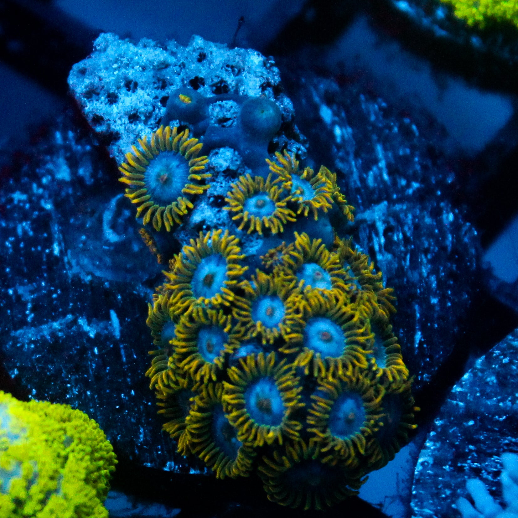 JC Gold Gobbler Zoanthid