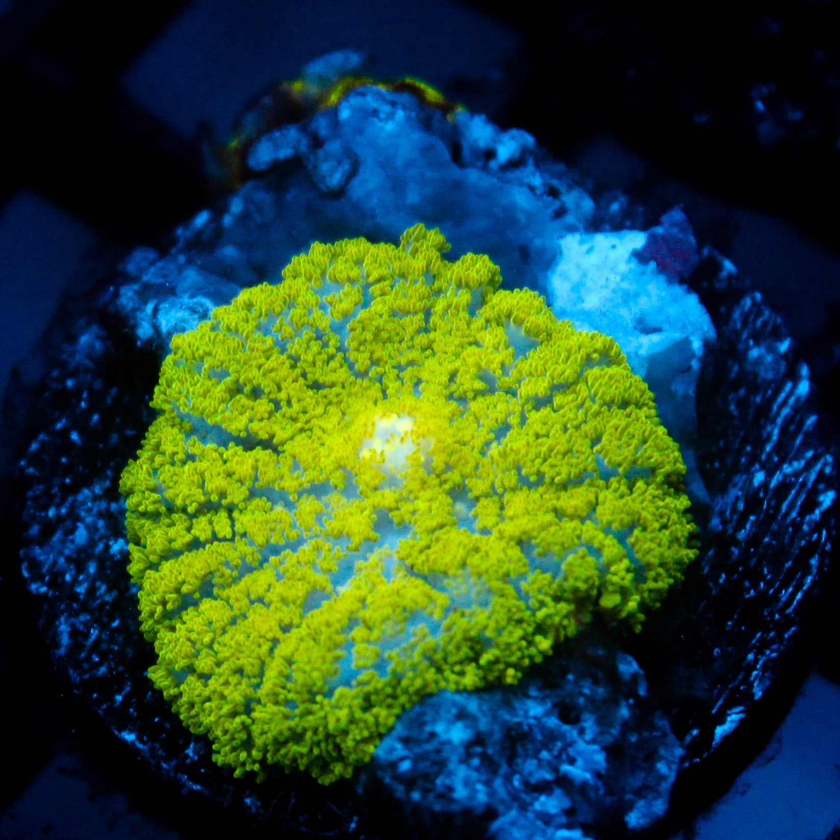 JC Neon Green Rhodactis