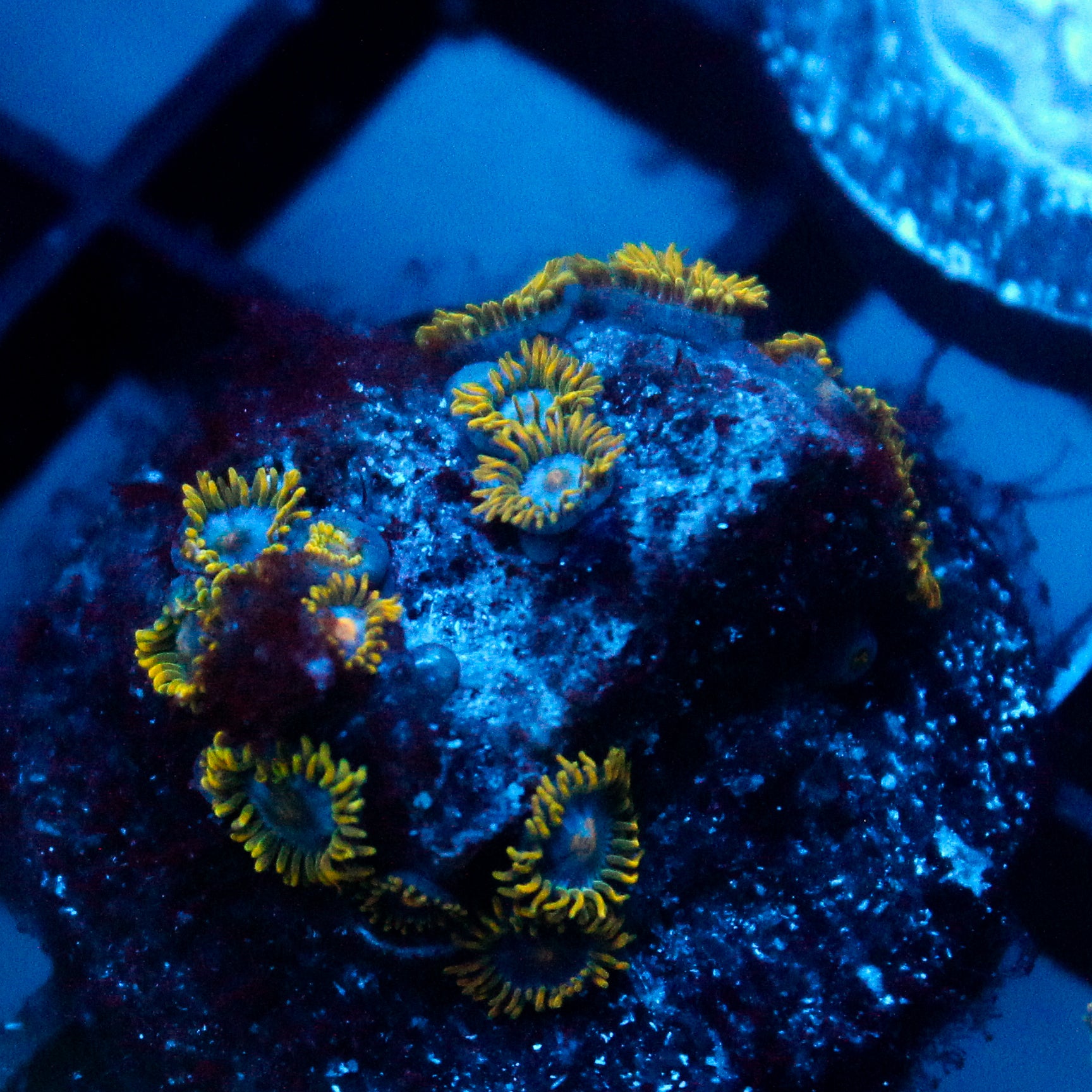 JC Gold Burst Zoanthid