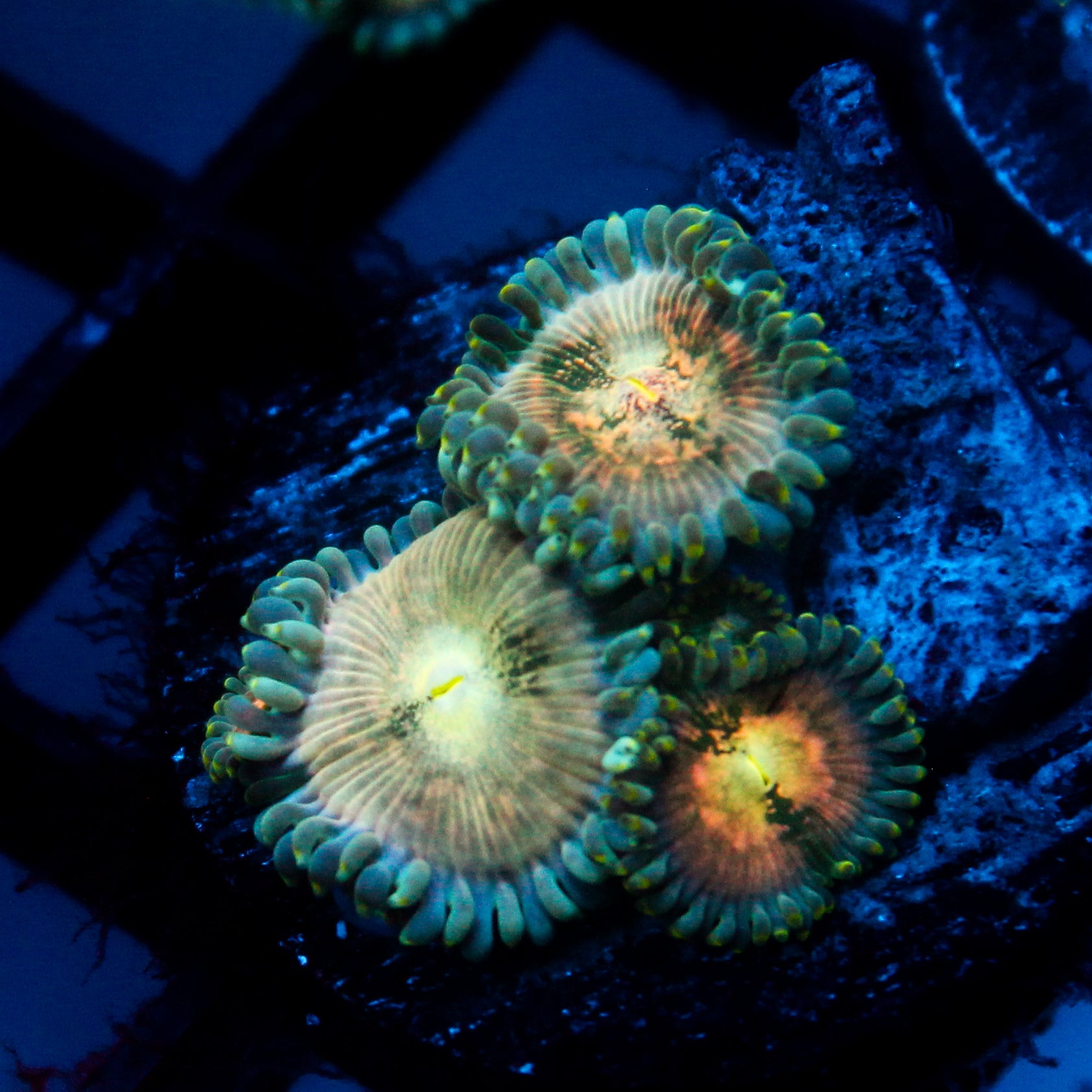 JC Hawaiian Ding Dang Zoanthid