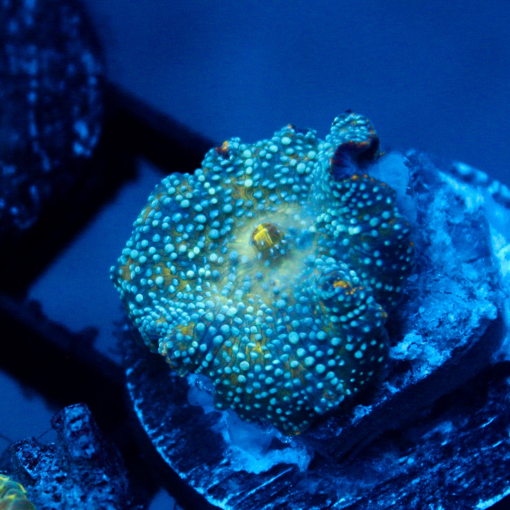 JC Seaspray Discosoma