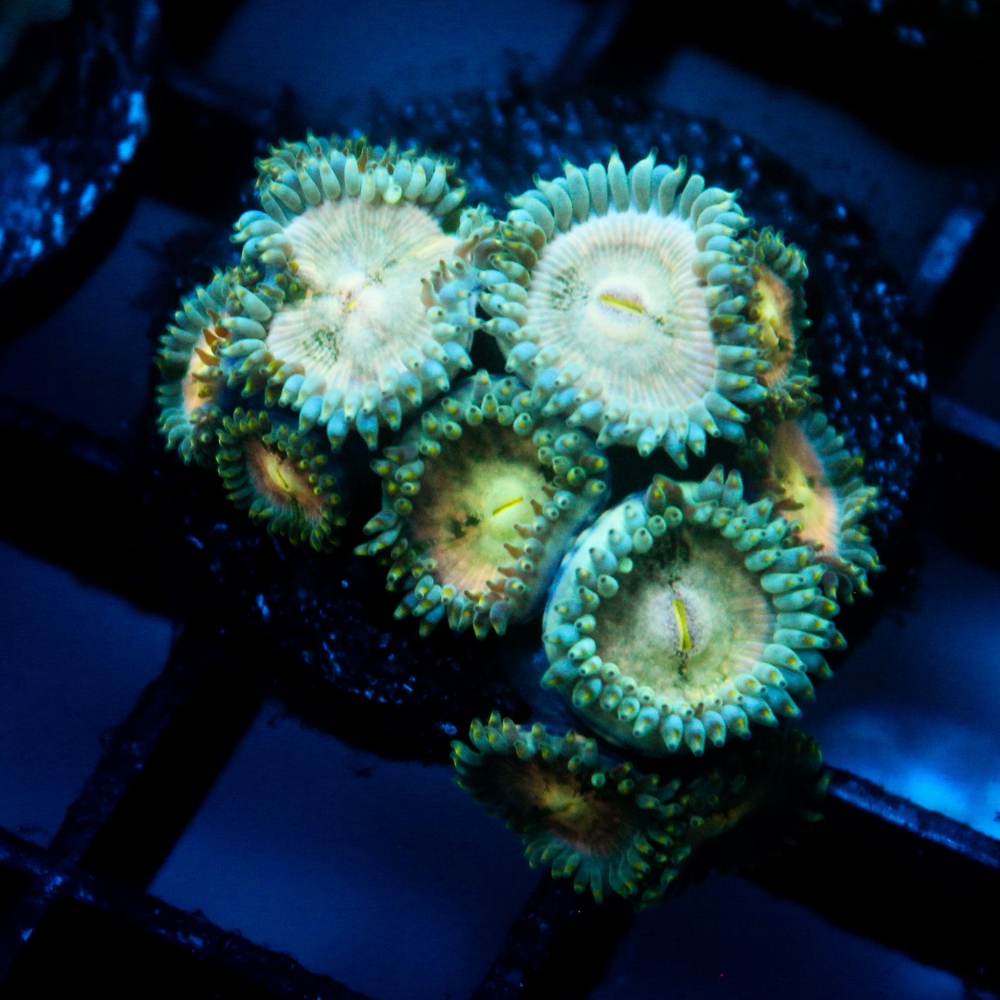 JC Hawaiian Ding Dang Zoanthid