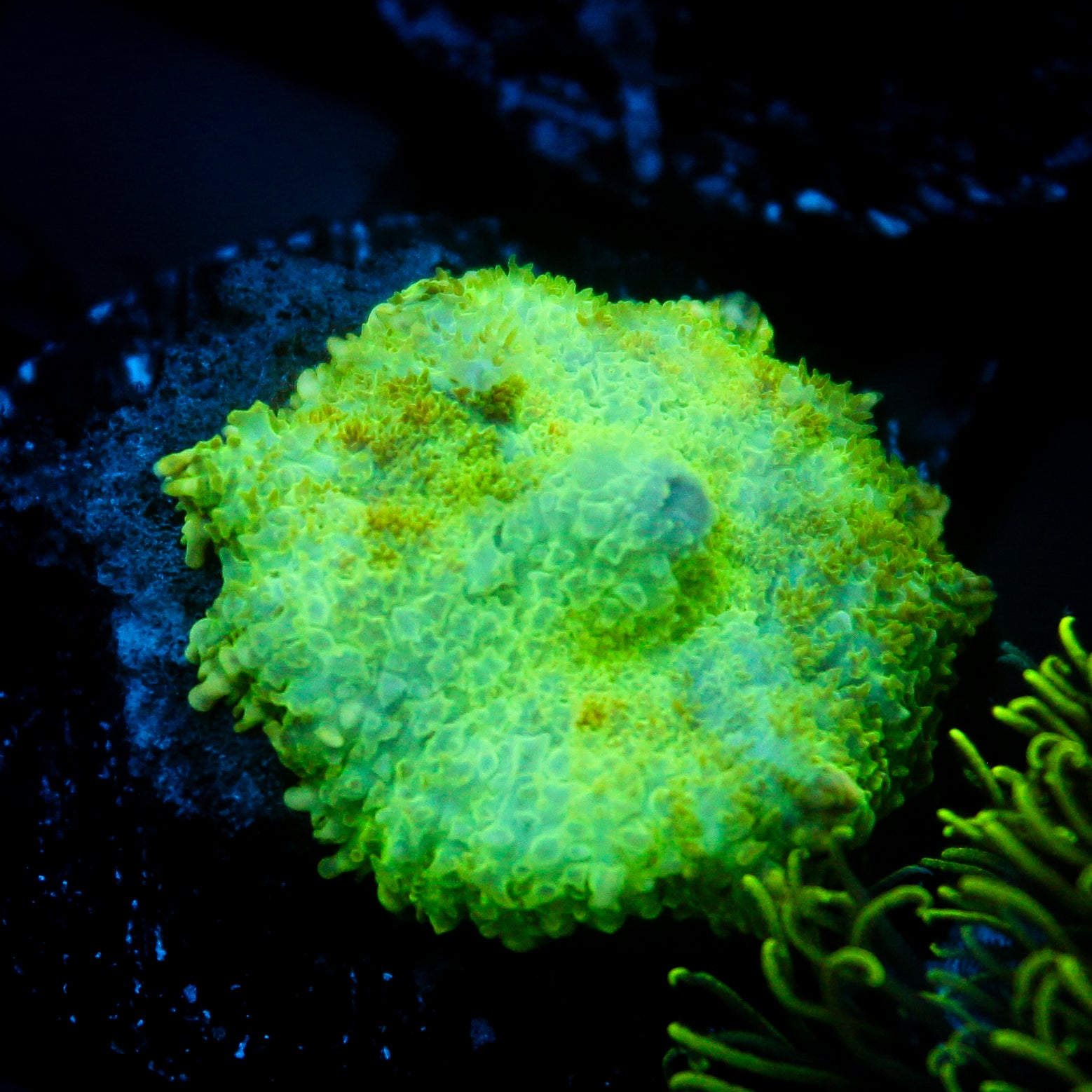 JC Lush Biome Rhodactis
