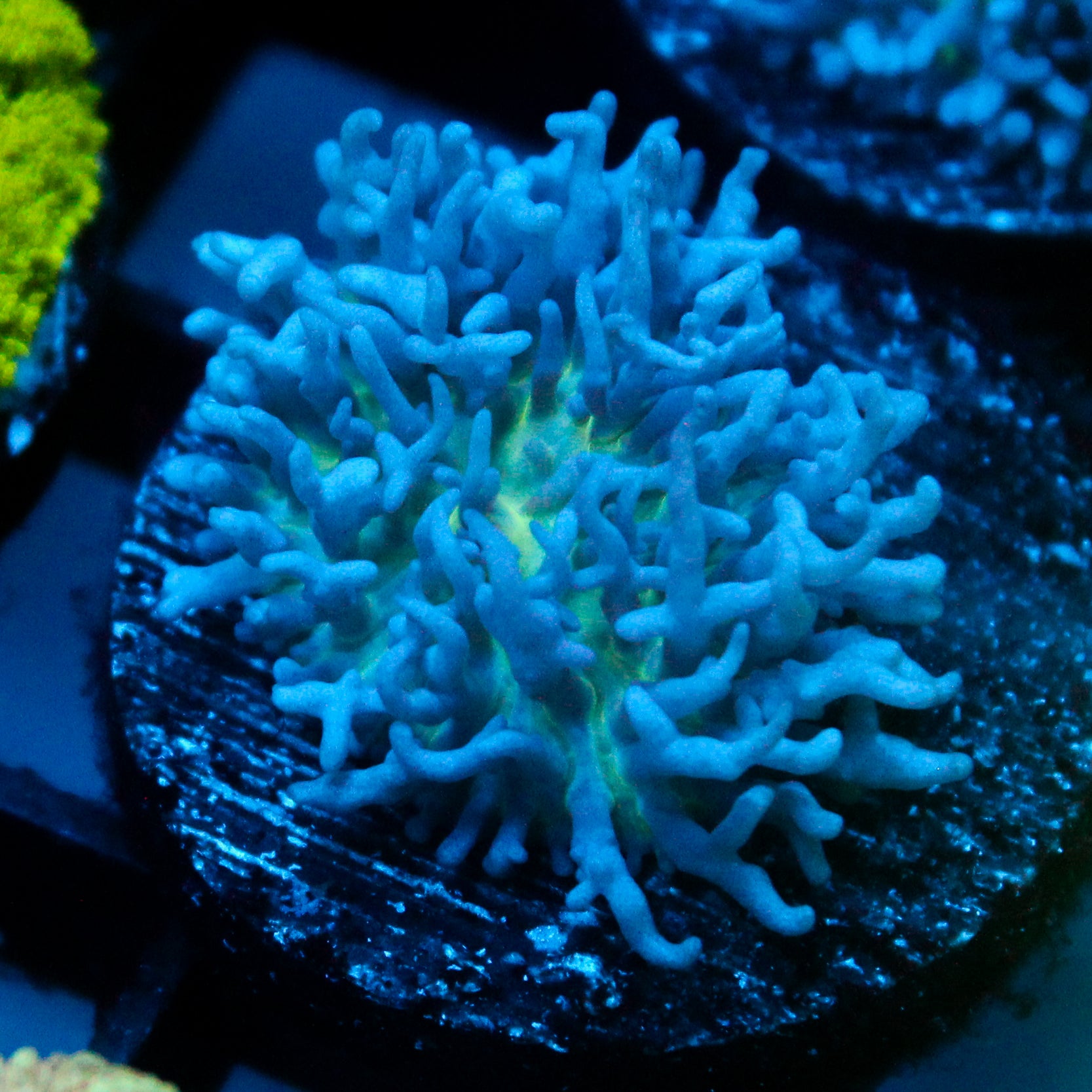 JC Fuzzy Mushroom