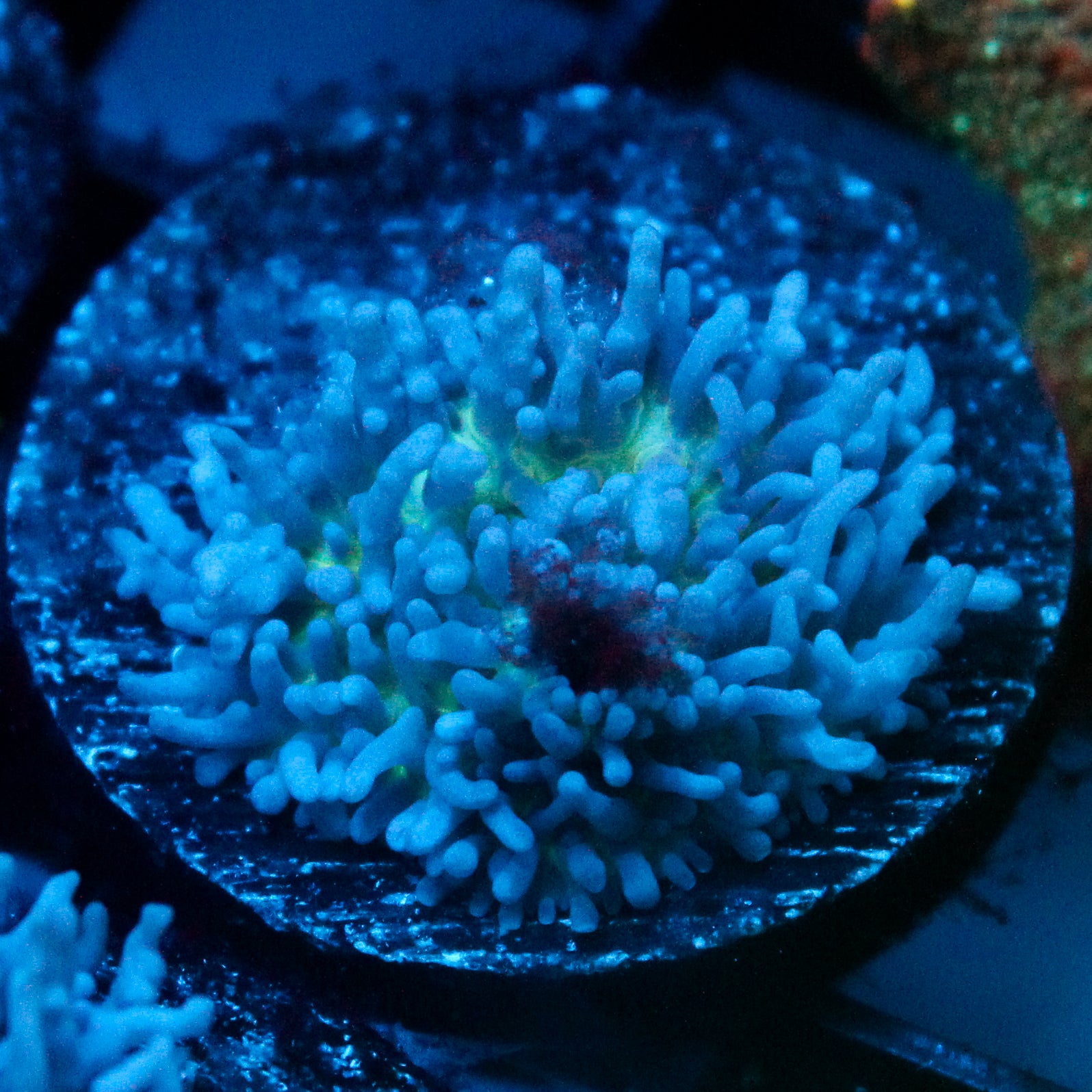 JC Fuzzy Mushroom