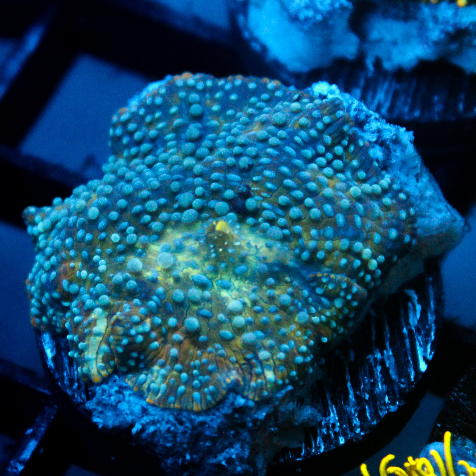 JC Seaspray Discosoma
