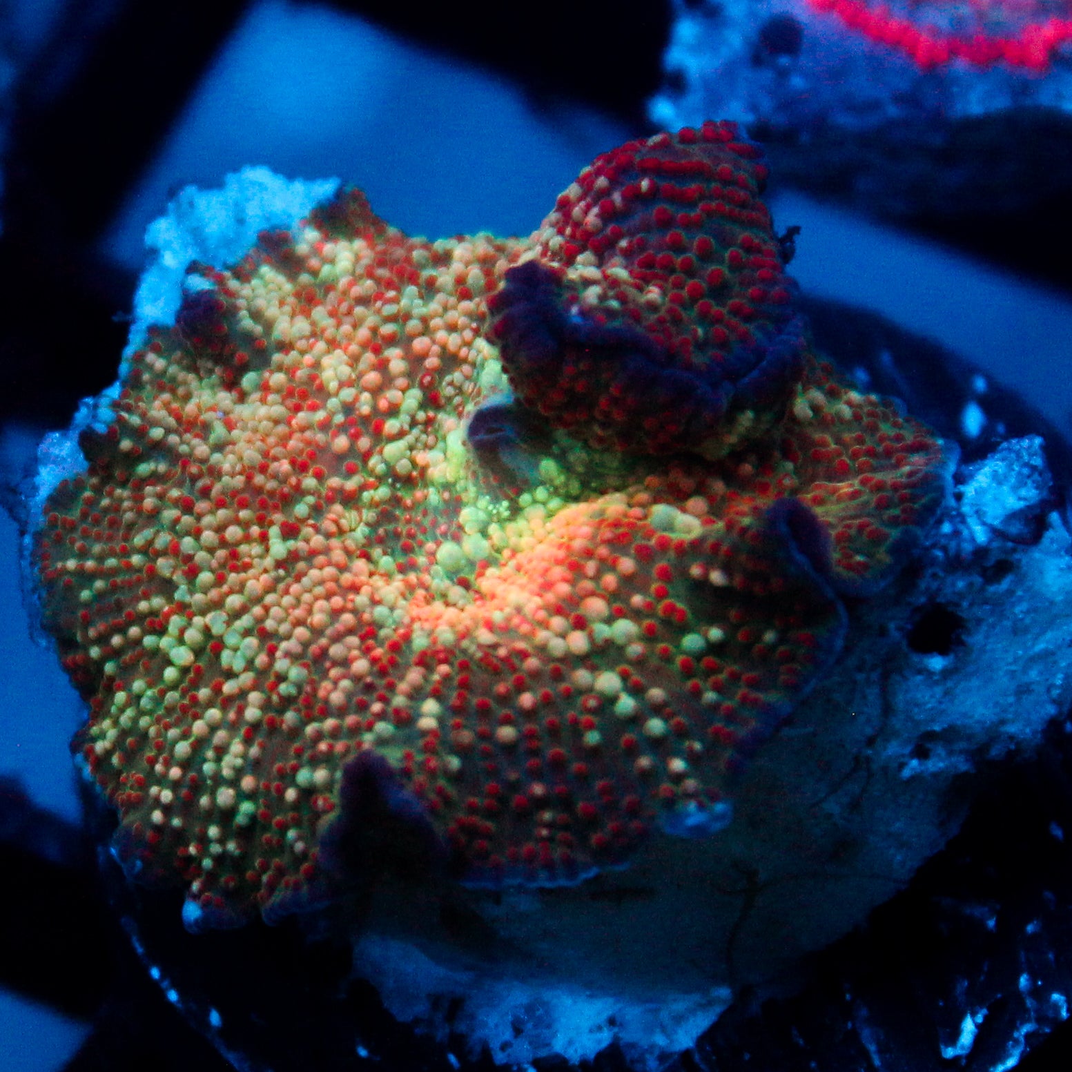 JC Stella Discosoma