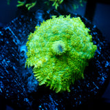 JC Lush Biome Rhodactis