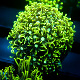 JC GSP
