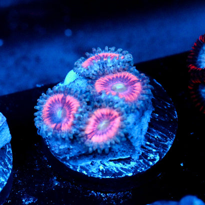 JC Armageddon Zoanthid