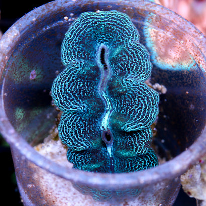 Ultra Crocea Clam