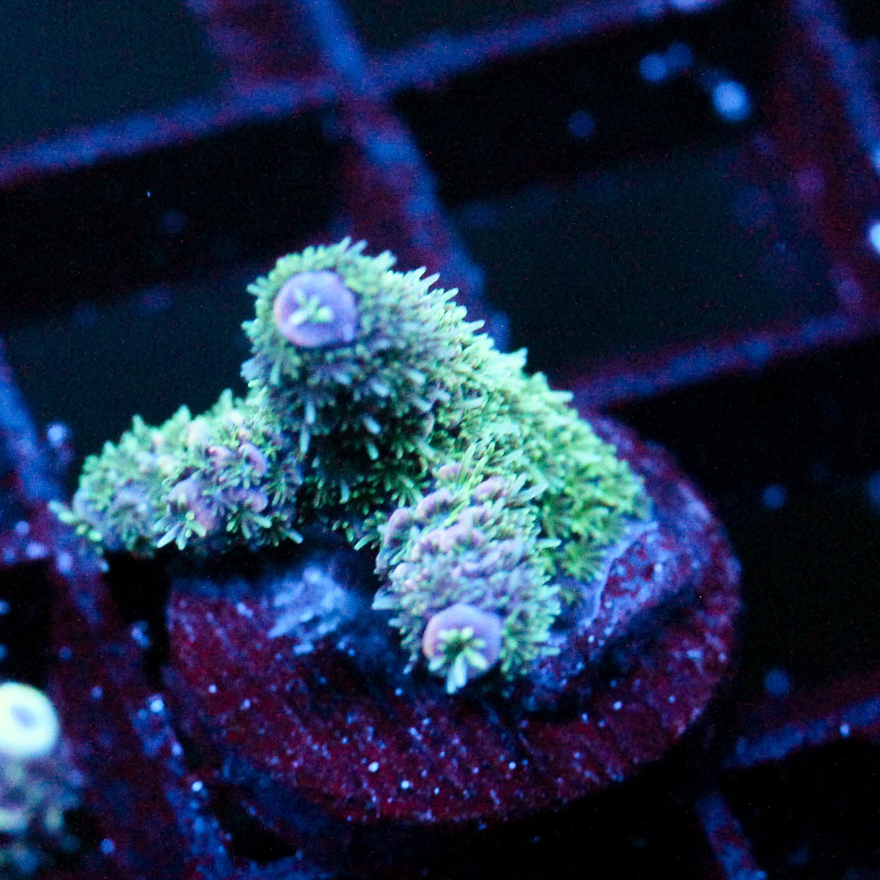 JC Purple Monster