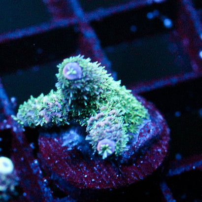 JC Purple Monster