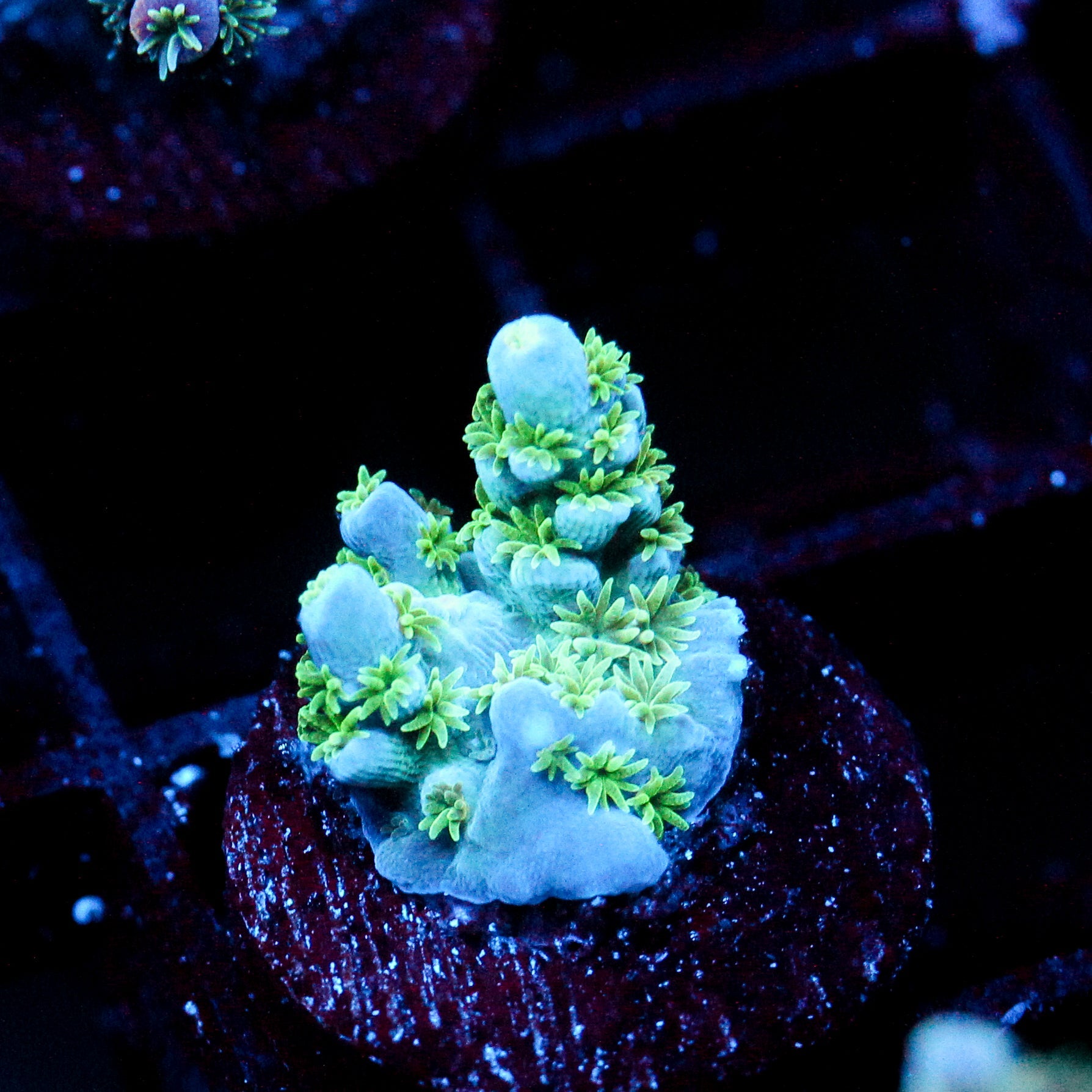 JC Jamaican Sea