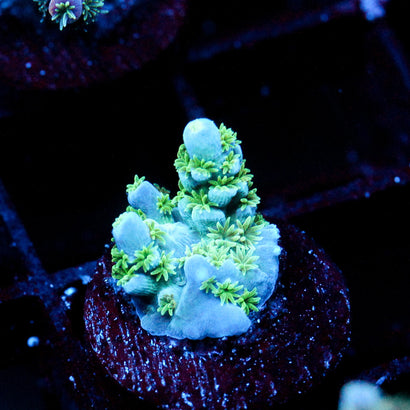 JC Jamaican Sea
