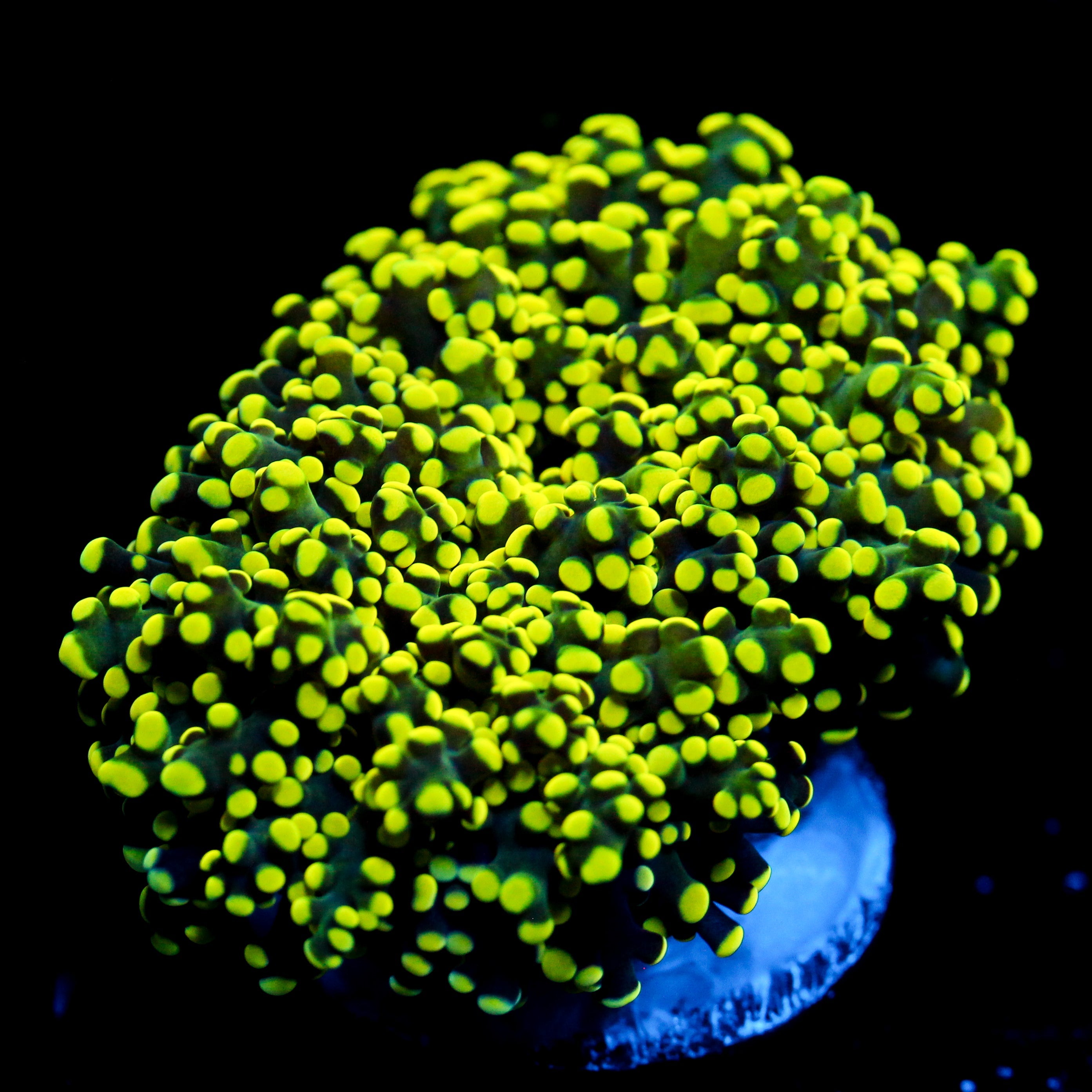 JC Neon Yellow Octo
