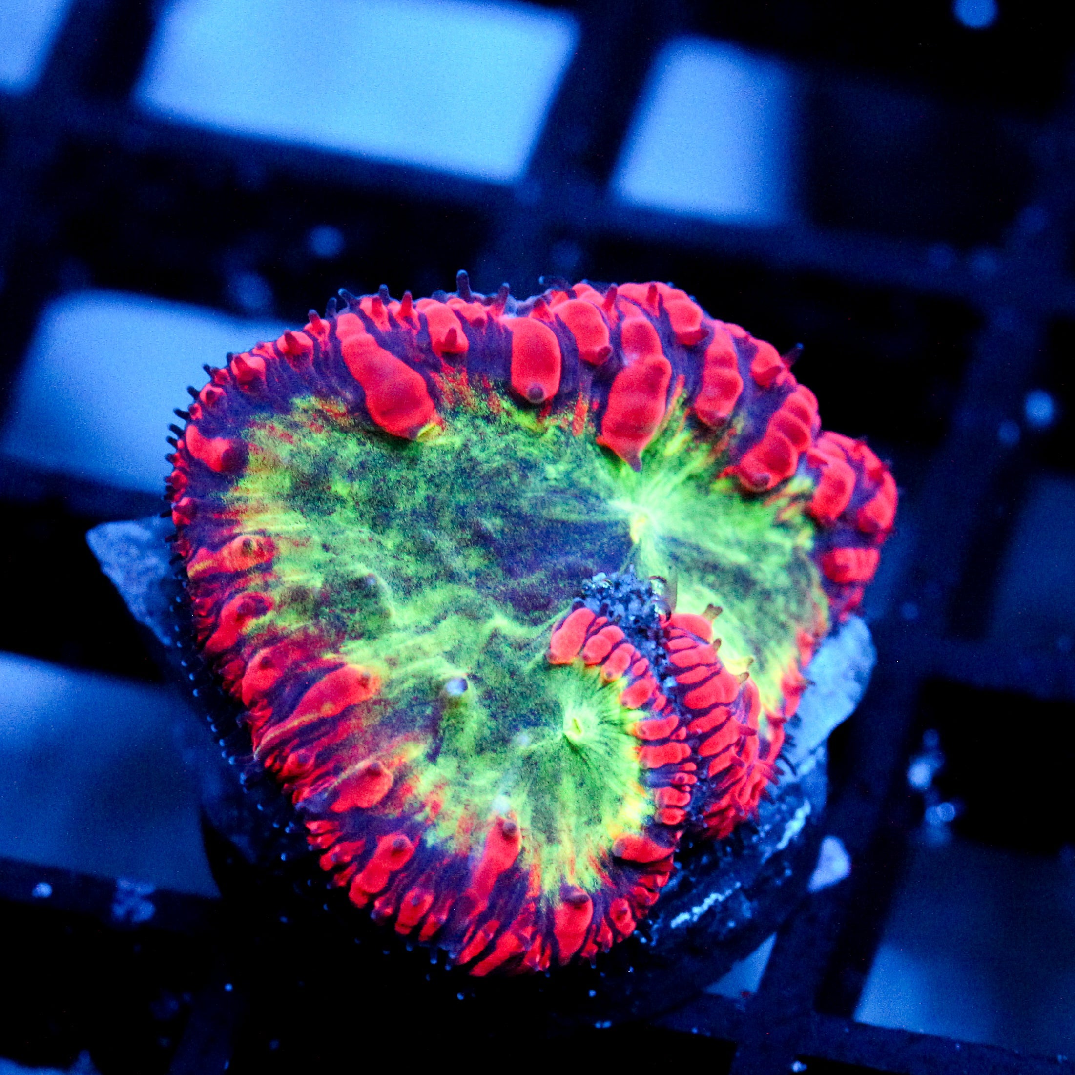 JC Nebula Core Blasto