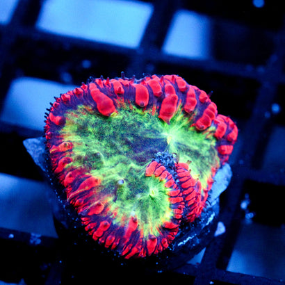 JC Nebula Core Blasto