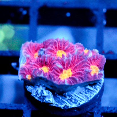 JC Cherry Slime Favia