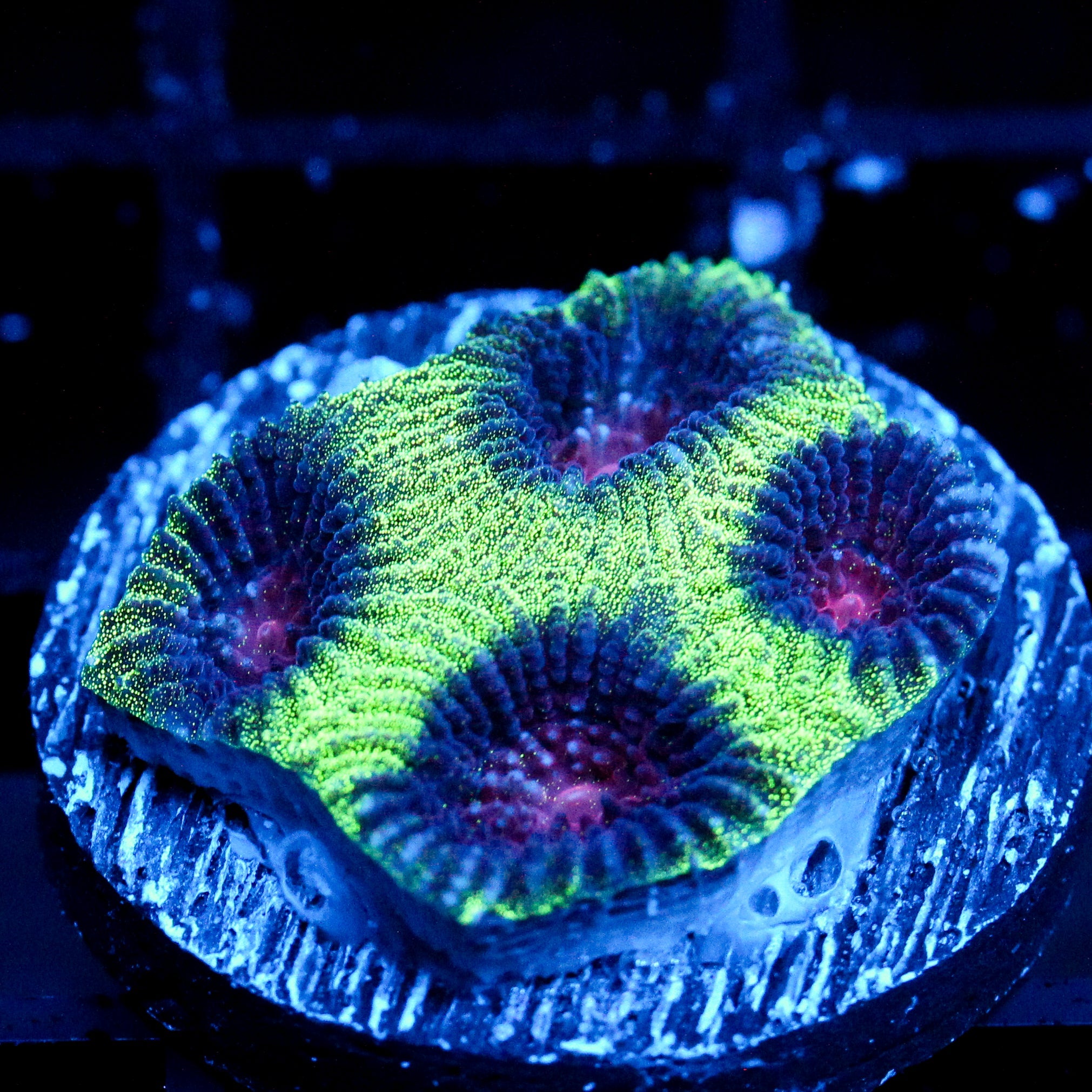 JC Demon Core Favia