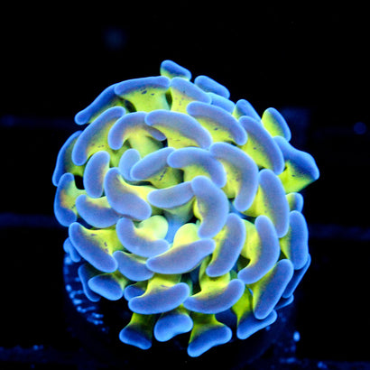 JC Weeping Willow Splatter