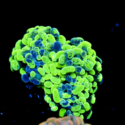 JC Ultra Splatter Hammer