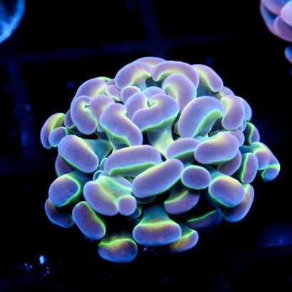 JC Ultra Hologram Hammer