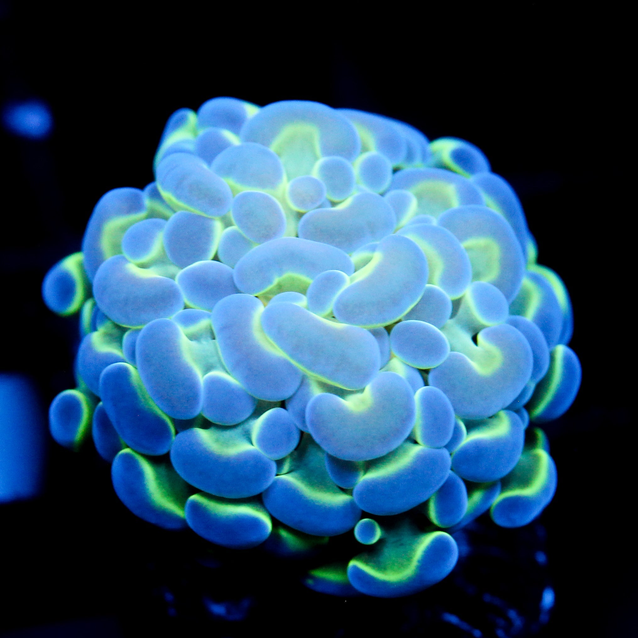 JC Hologram Hammer V1