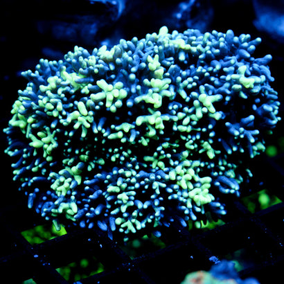 JC Incredibles Mushroom SHOW