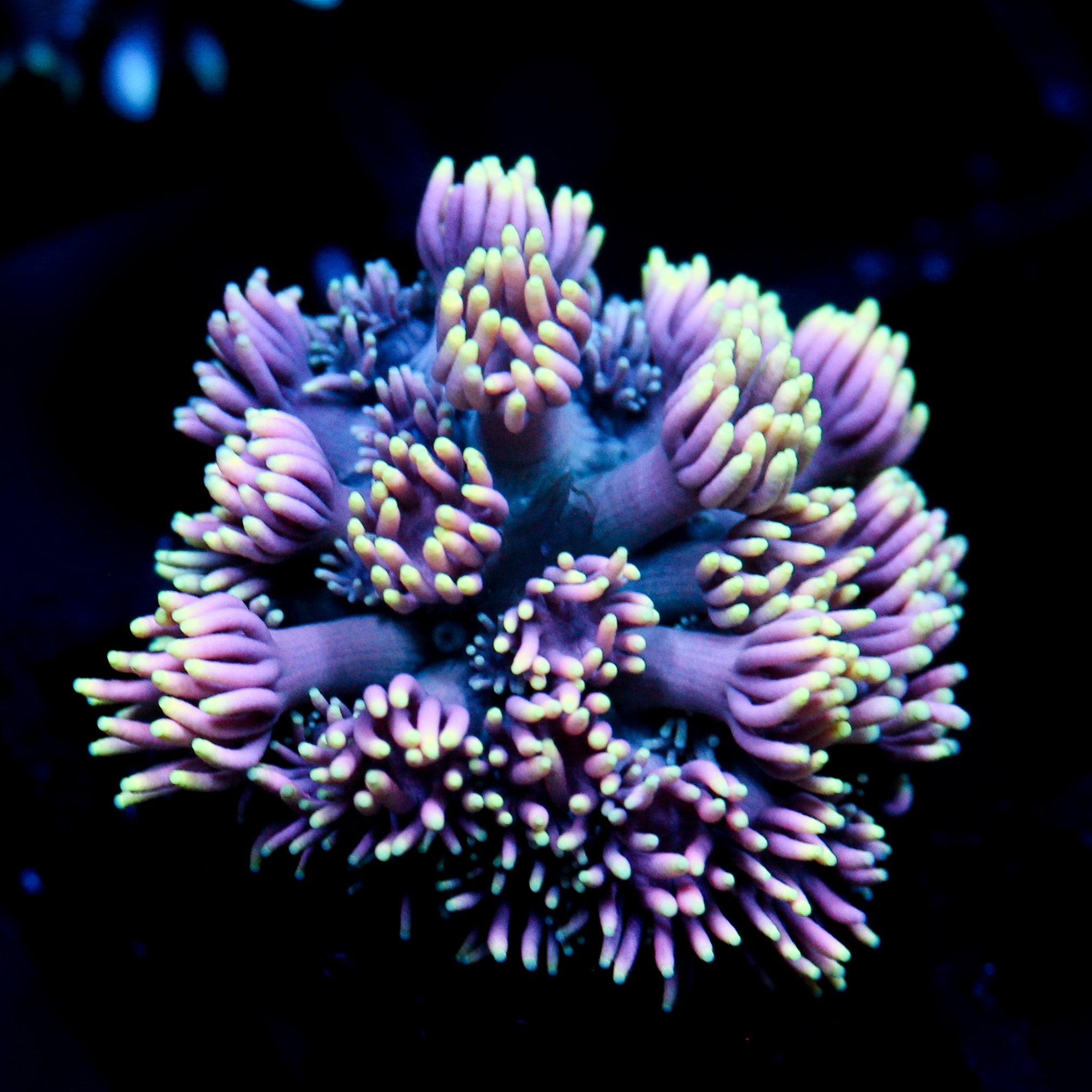 JC Neon Aura Goni