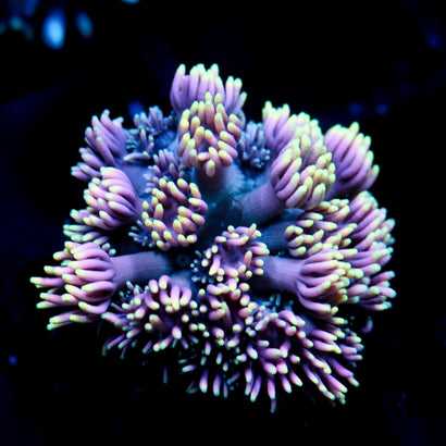 JC Neon Aura Goni