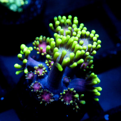 JC Alien Abduction Goni