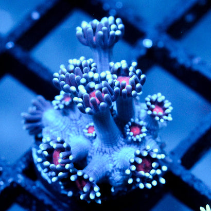 JC Vampiric Hypnosis Goni