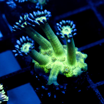 JC Peacock Goni