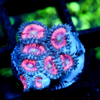 JC Armageddon Zoanthid