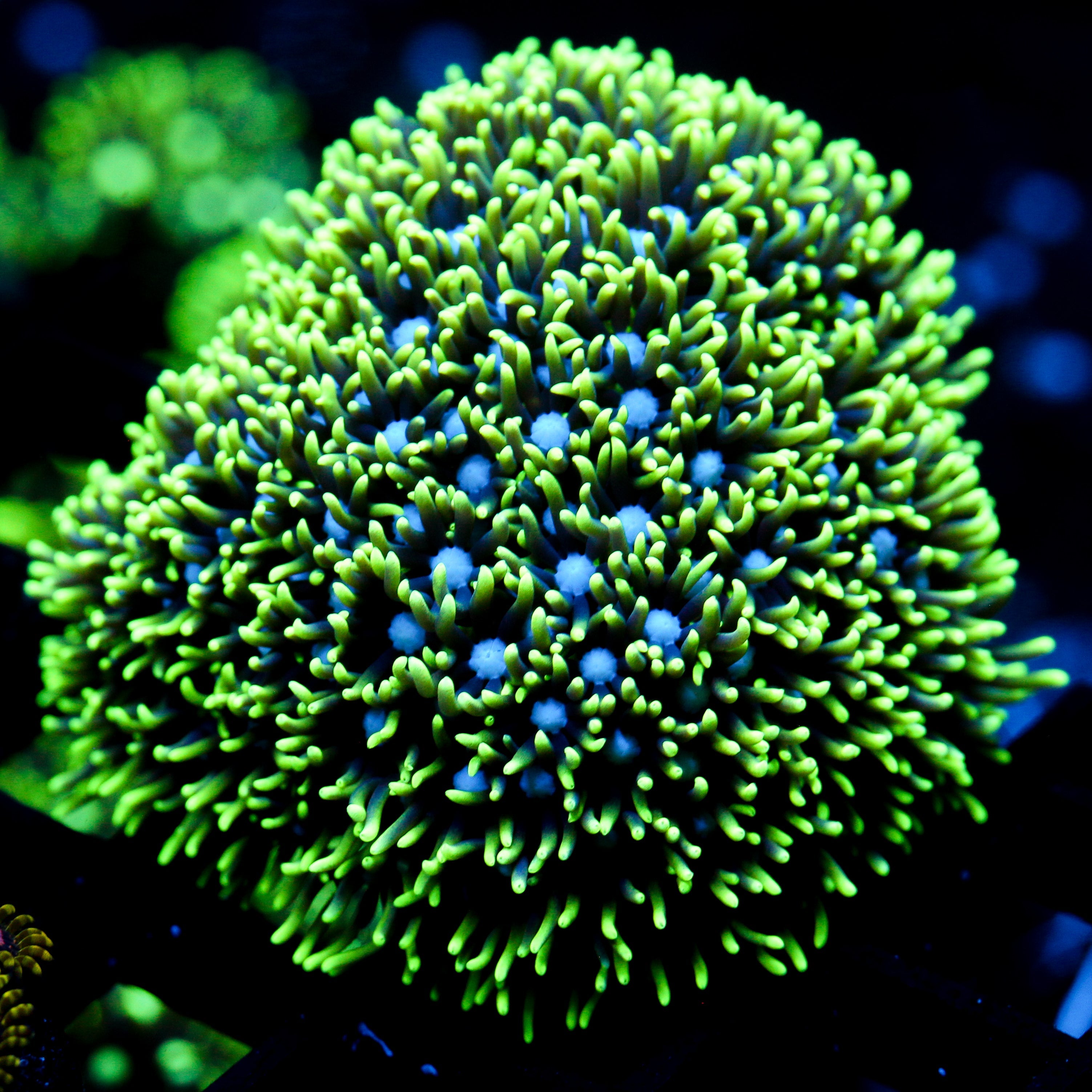 JC Star Polyp