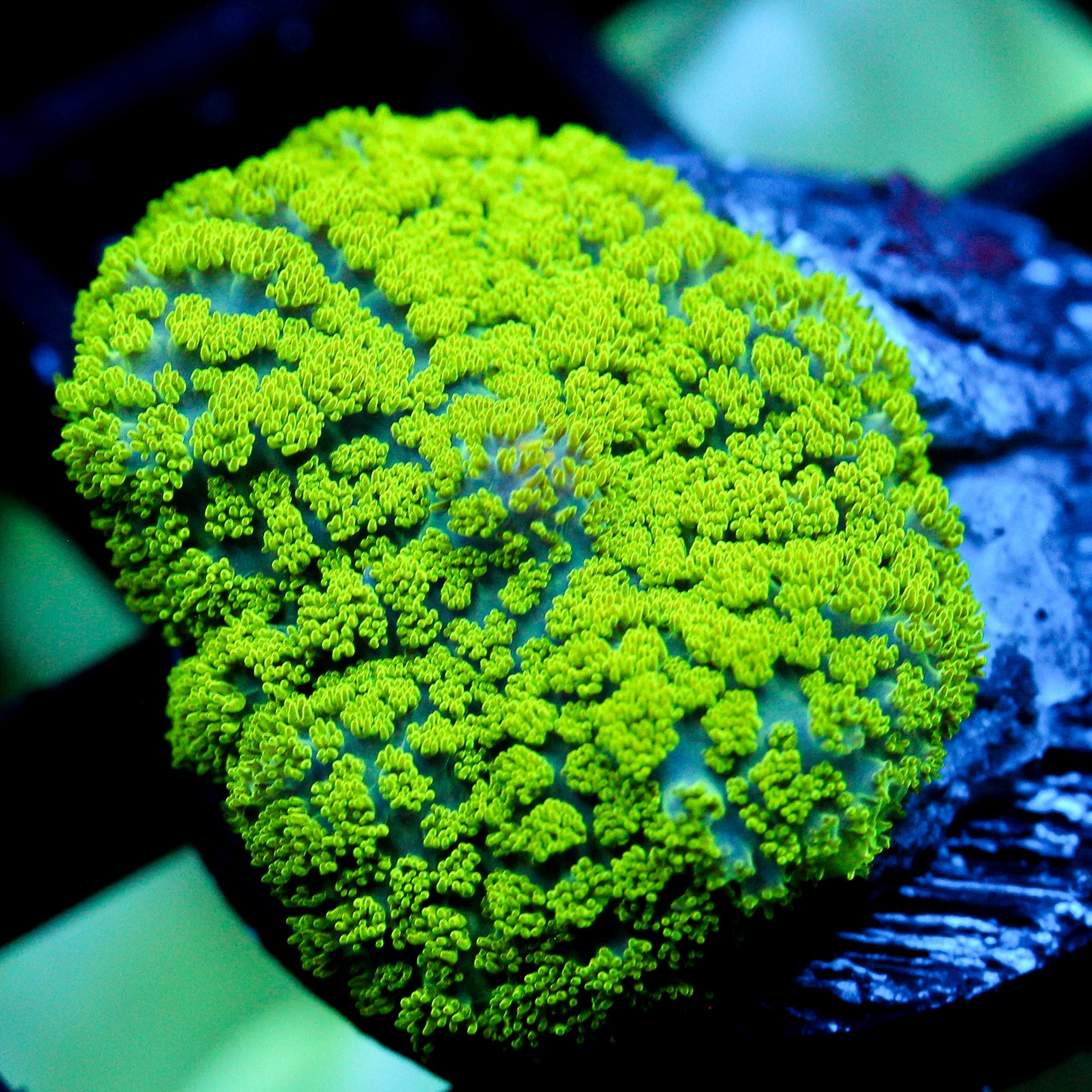 JC Neon Green Rhodactis
