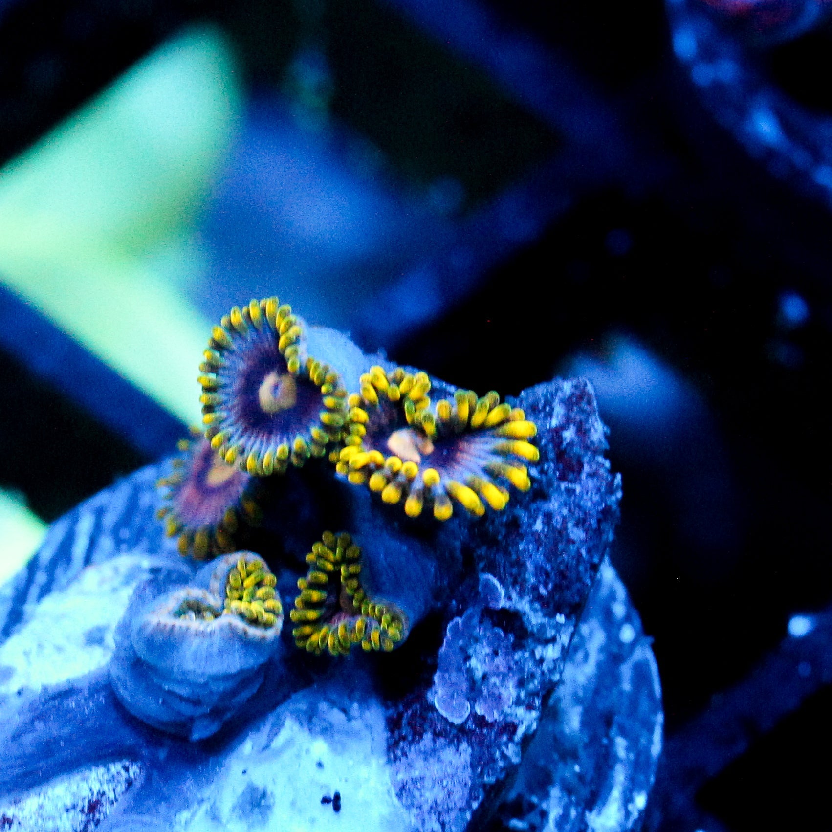 JC Gold Burst Zoanthid