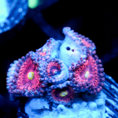 JC Pink Rose Zoanthid