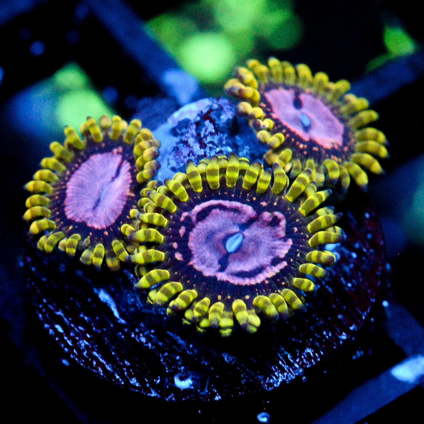 JC Purple Monster