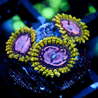 JC Purple Monster
