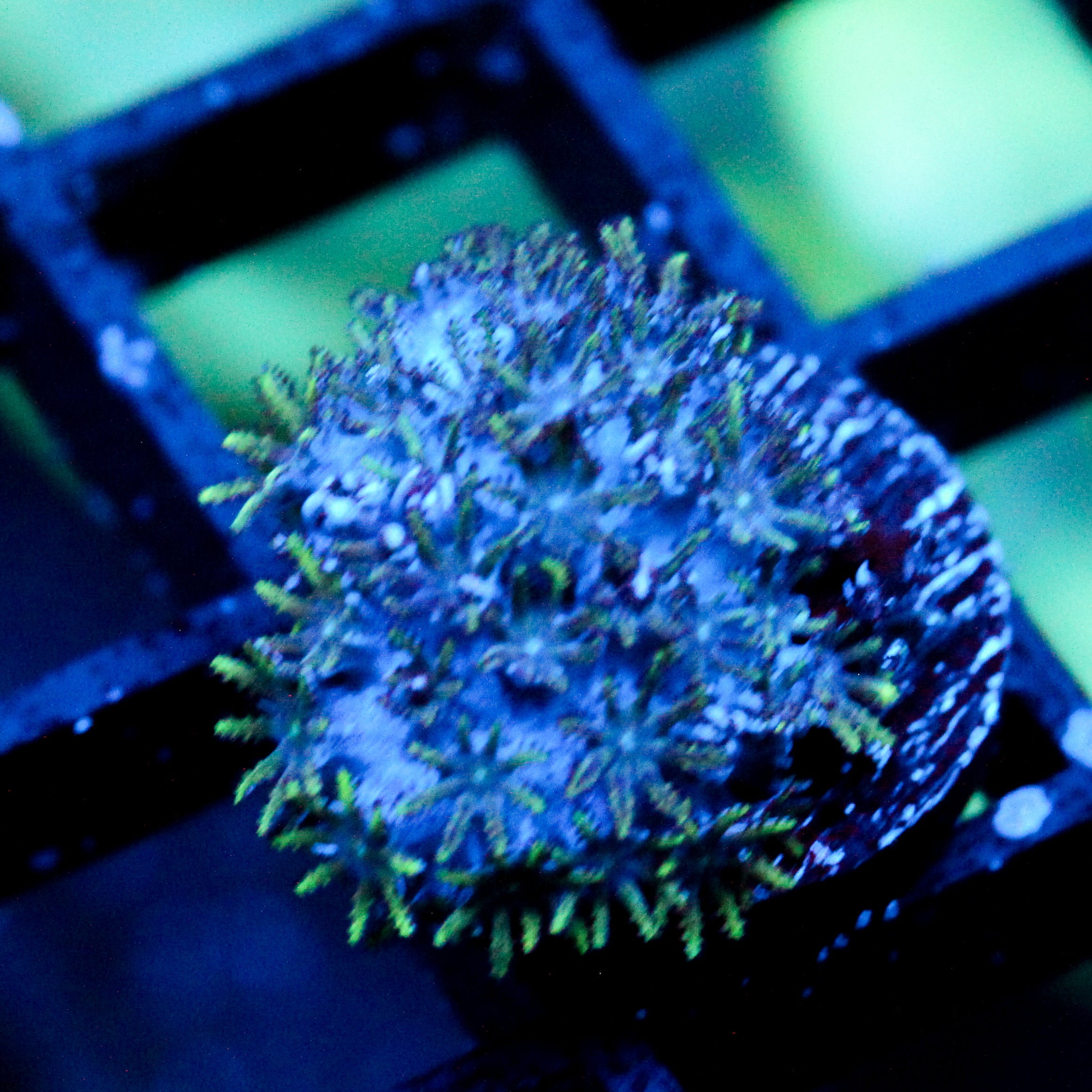 JC Sympodium Coral