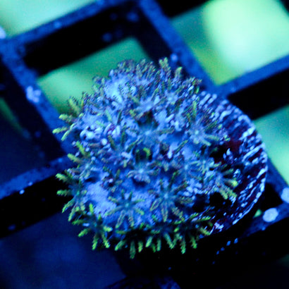 JC Sympodium Coral