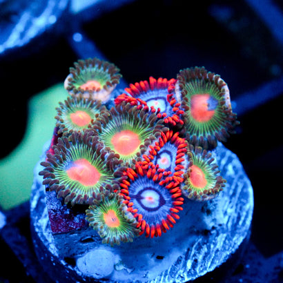 JC Zoa Garden Seed