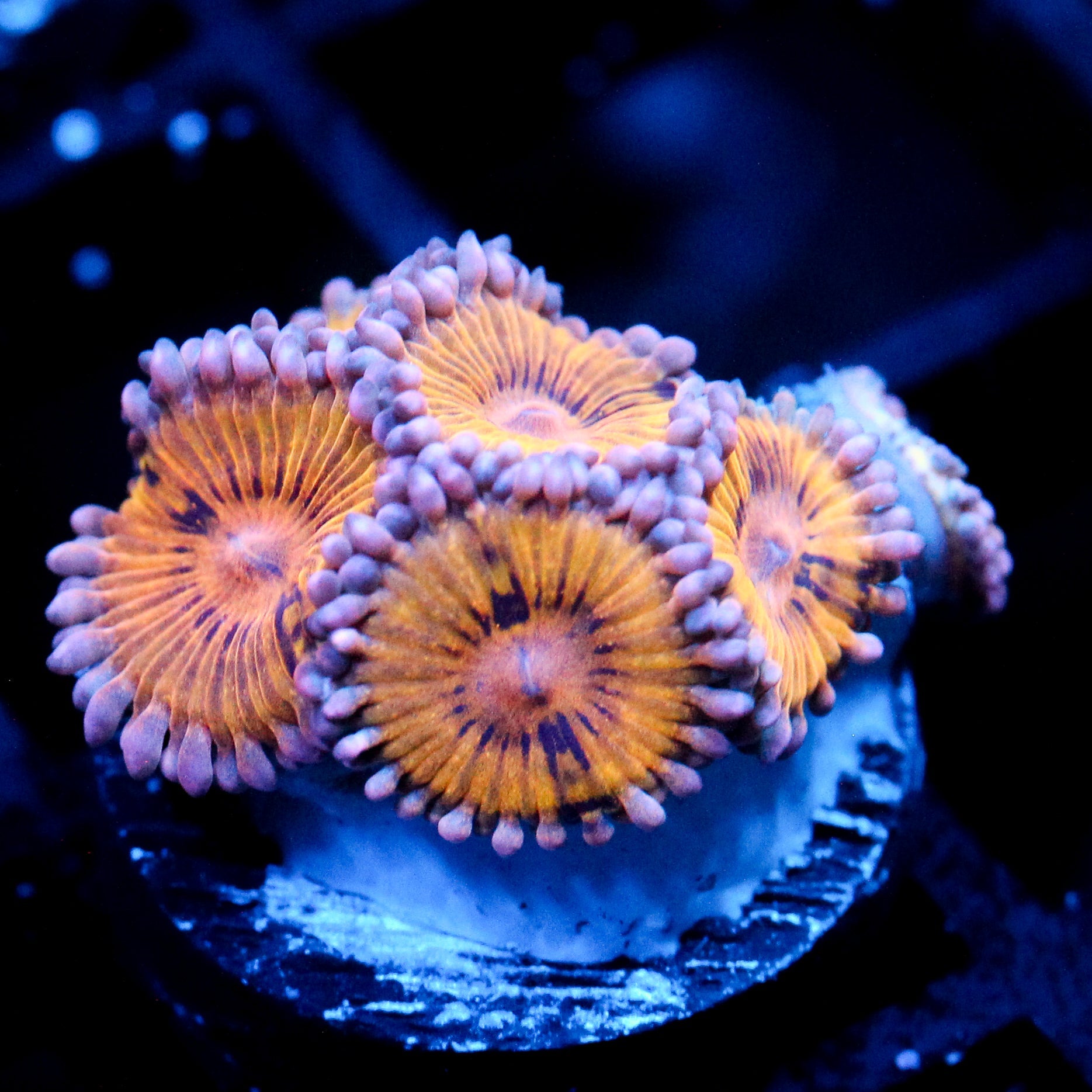 JC Gold Thrum Zoanthid