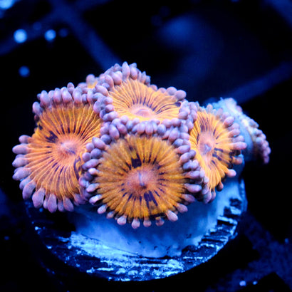 JC Gold Thrum Zoanthid