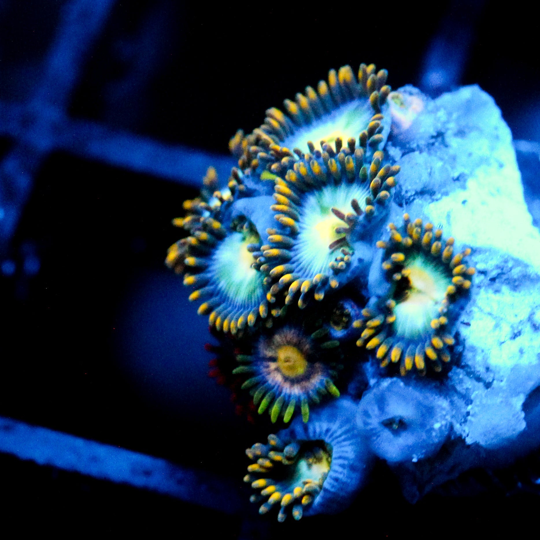 JC Saturn Zoanthid
