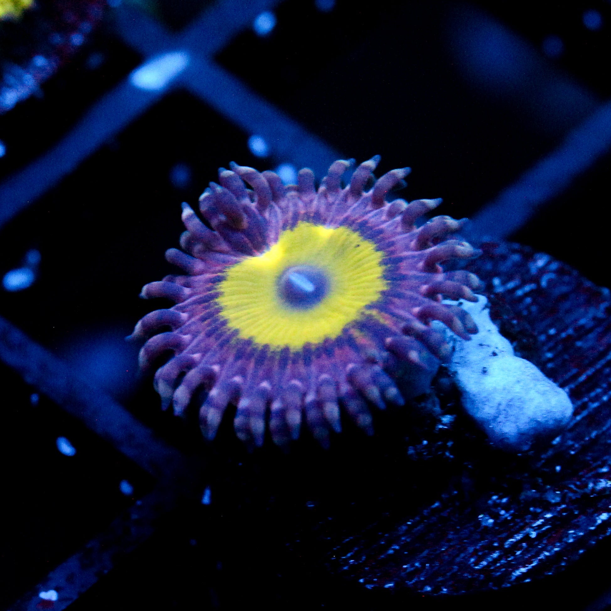 JC Flower Fall Zoanthid