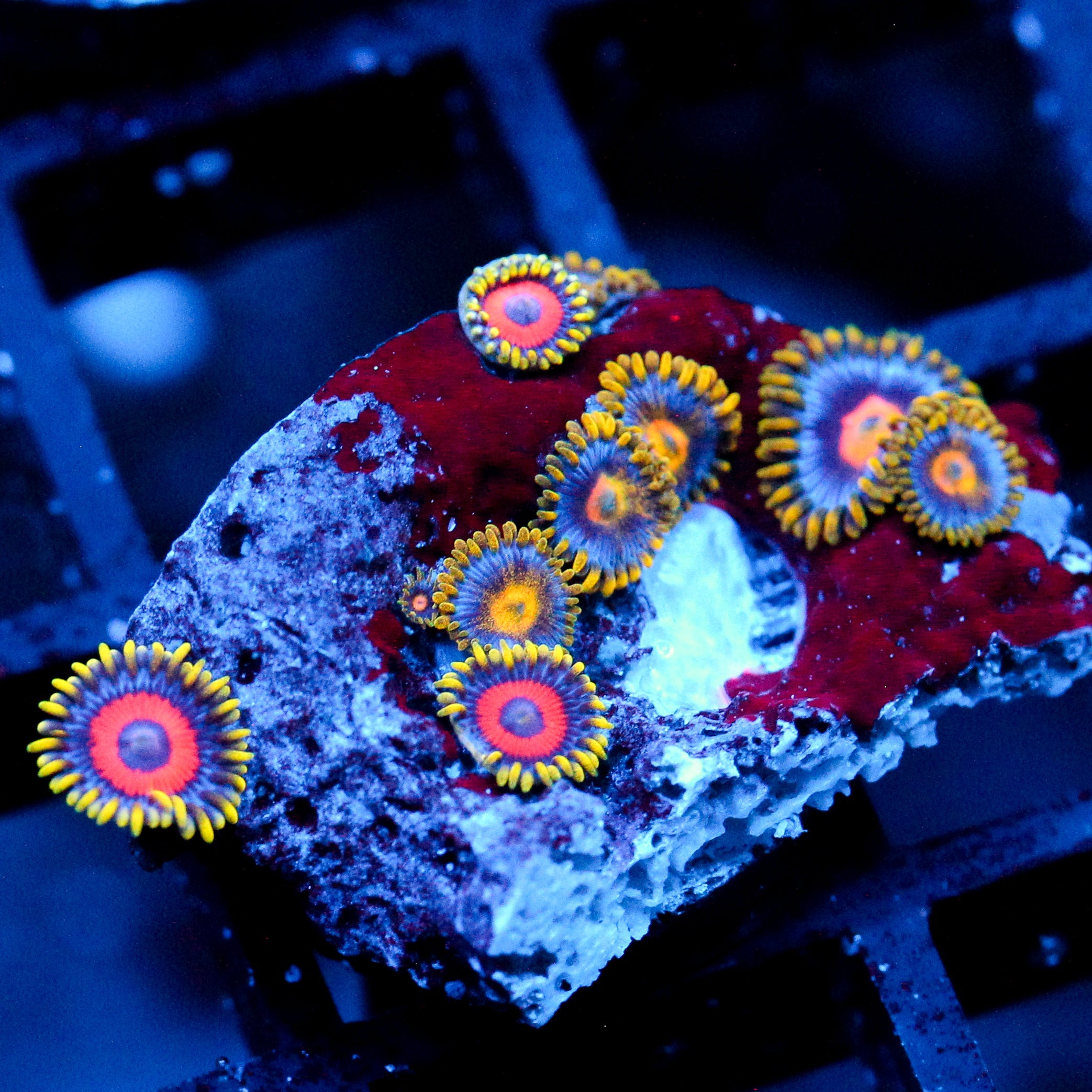 JC Fireworks+ Gold Burn Zoanthid