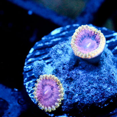 JC Pink Hypnosis Zoanthid